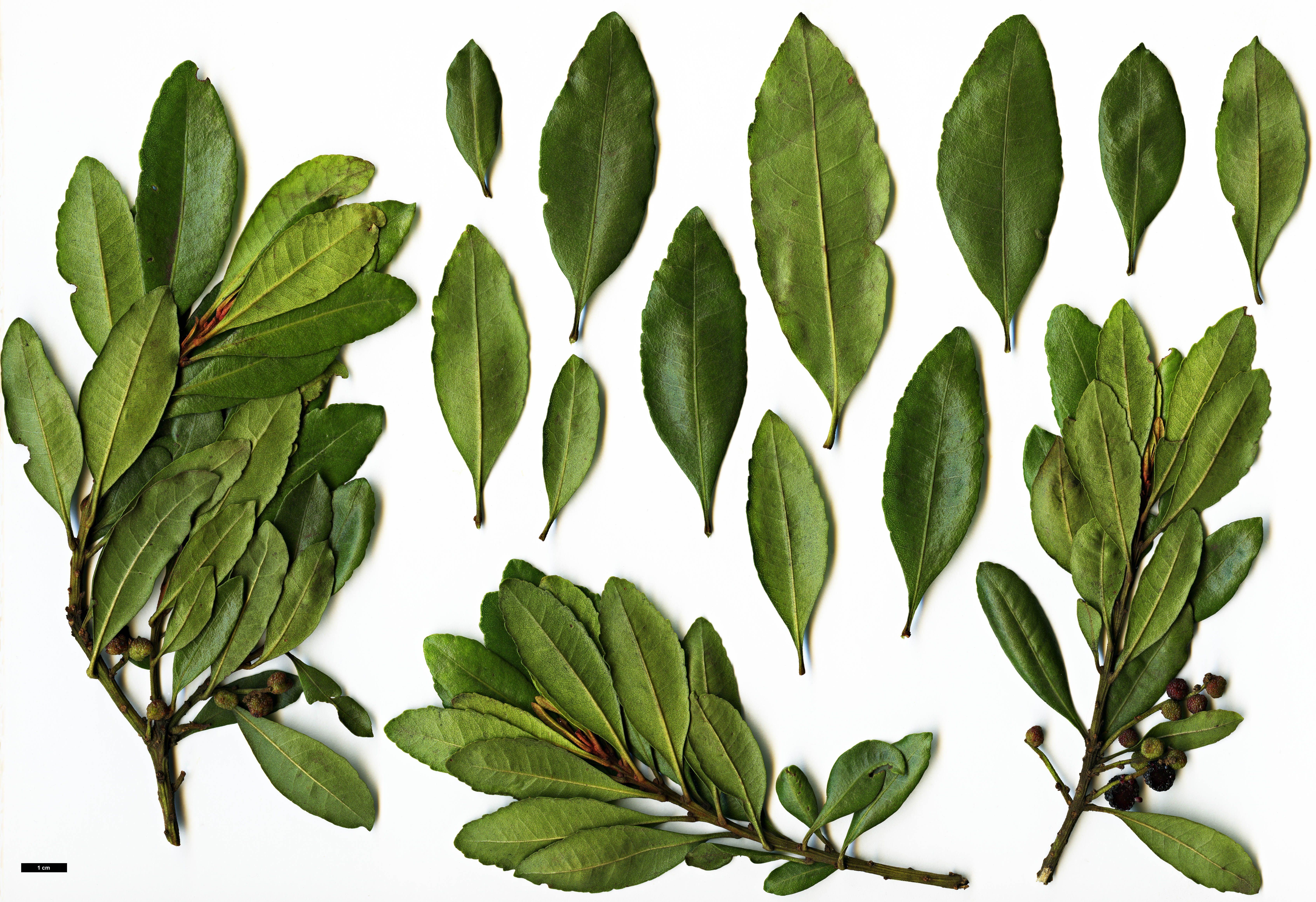 High resolution image: Family: Myricaceae - Genus: Morella - Taxon: faya High resolution image: Family: Myricaceae - Genus: Morella - Taxon: faya